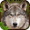 Wolf Simulator 3D Game