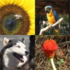 Match The Animals And Flowers - Picture Matching Game