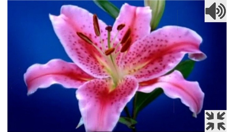 Flowers (Breathing Games)