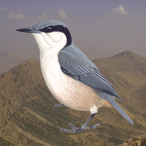 Birds of Peramagroon