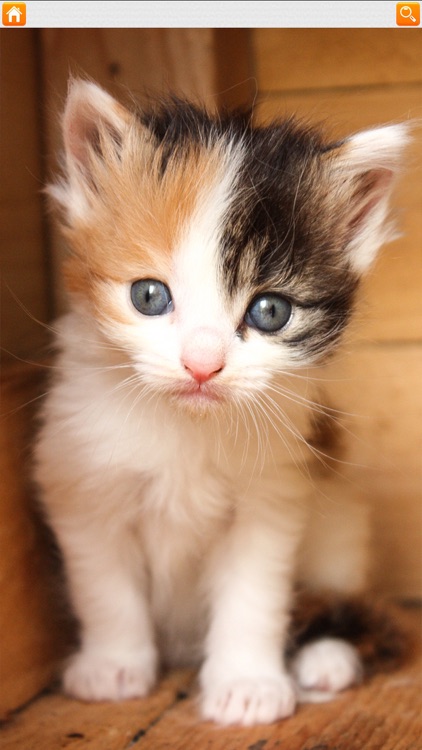 Kitten Puzzle HD screenshot-3