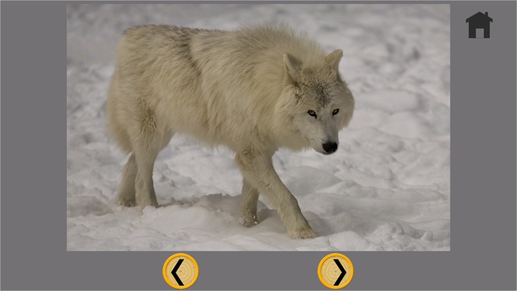 wolves and carnival games for kids - no ads screenshot-4