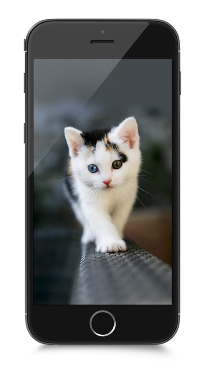 80,000+ Wallpapers for iOS 8 and iPhone 6/iPhone 6 Plus