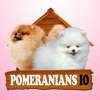 Pomeranians IO