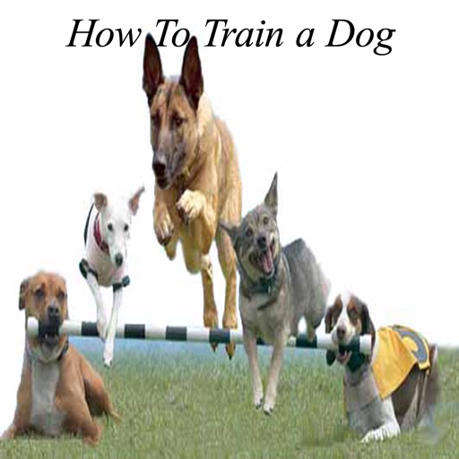 How To Train a Dog - Ultimate Video Guide