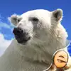 Jigsaw Wonder Polar Bear Puzzles for Kids Free delete, cancel