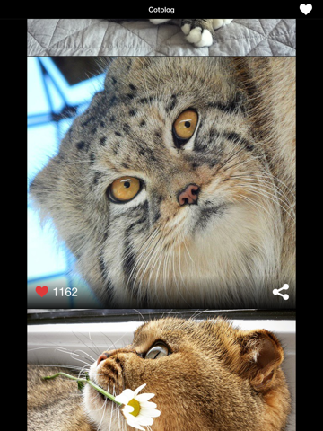 Daily cat photos - Cotolog iPad screenshot 5 - Entertainment app