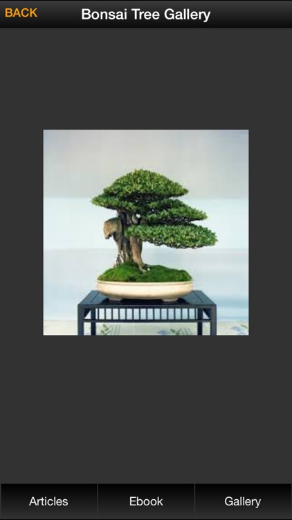 Bonsai Tree Guide - Everything You Need To Know Bonsai Tree ! screenshot-3