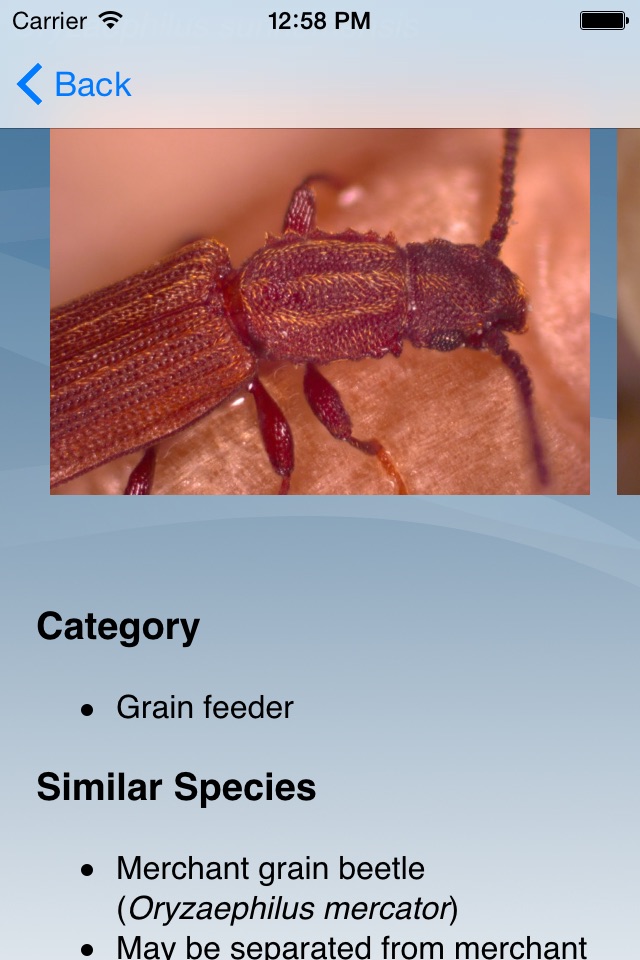 Insects in Stored Grain screenshot 3