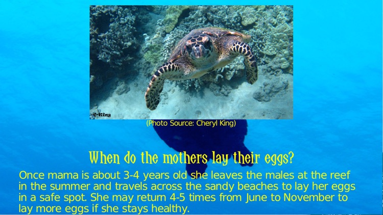 Turtle Trails – Save Me! screenshot-3