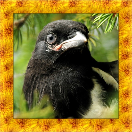 Magpie Bird Simulator Icon