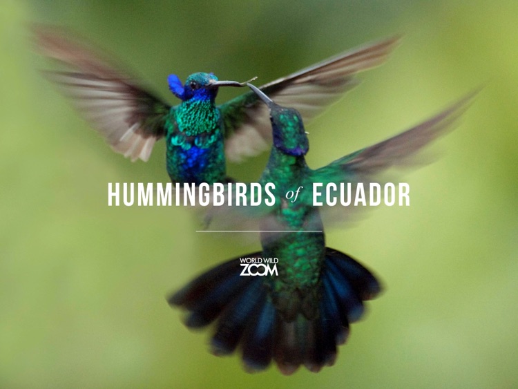 Hummingbirds of Ecuador screenshot-0