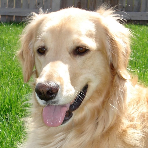 Golden Retriever Guide - Everything You Need To Know About Golden Retriever ! icon