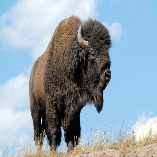 Buffalo Bison Sounds - The Best Sounds and Ringtones of these Amazing Animals icon