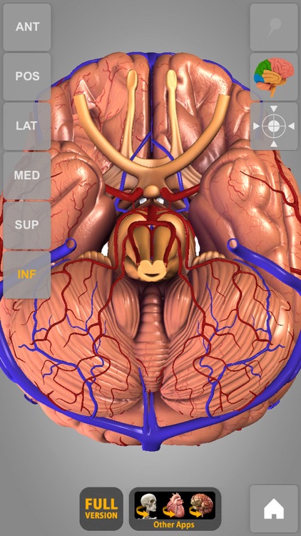 Brain - 3D Atlas of Anatomy Lite