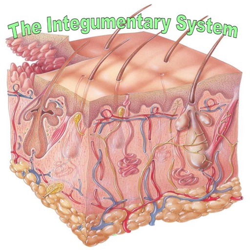 Human Biology : Integumentary System Quiz icon