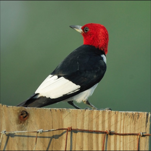 Woodpeckers Collection icon