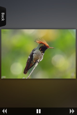 Hummingbirds Info screenshot 2