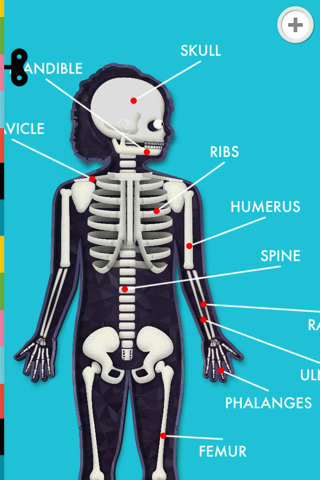 The Human Body Lite screenshot 3