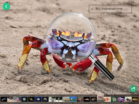 Коллекции ZoomIn. Океан. Птицы. Минералы screenshot 2