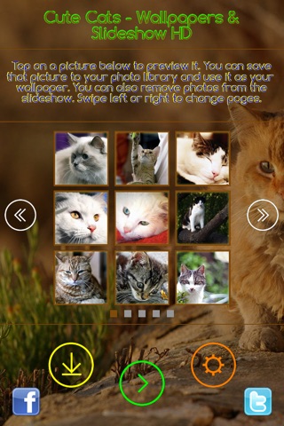 Cute Cats - Wallpapers & Slideshow HD screenshot 3