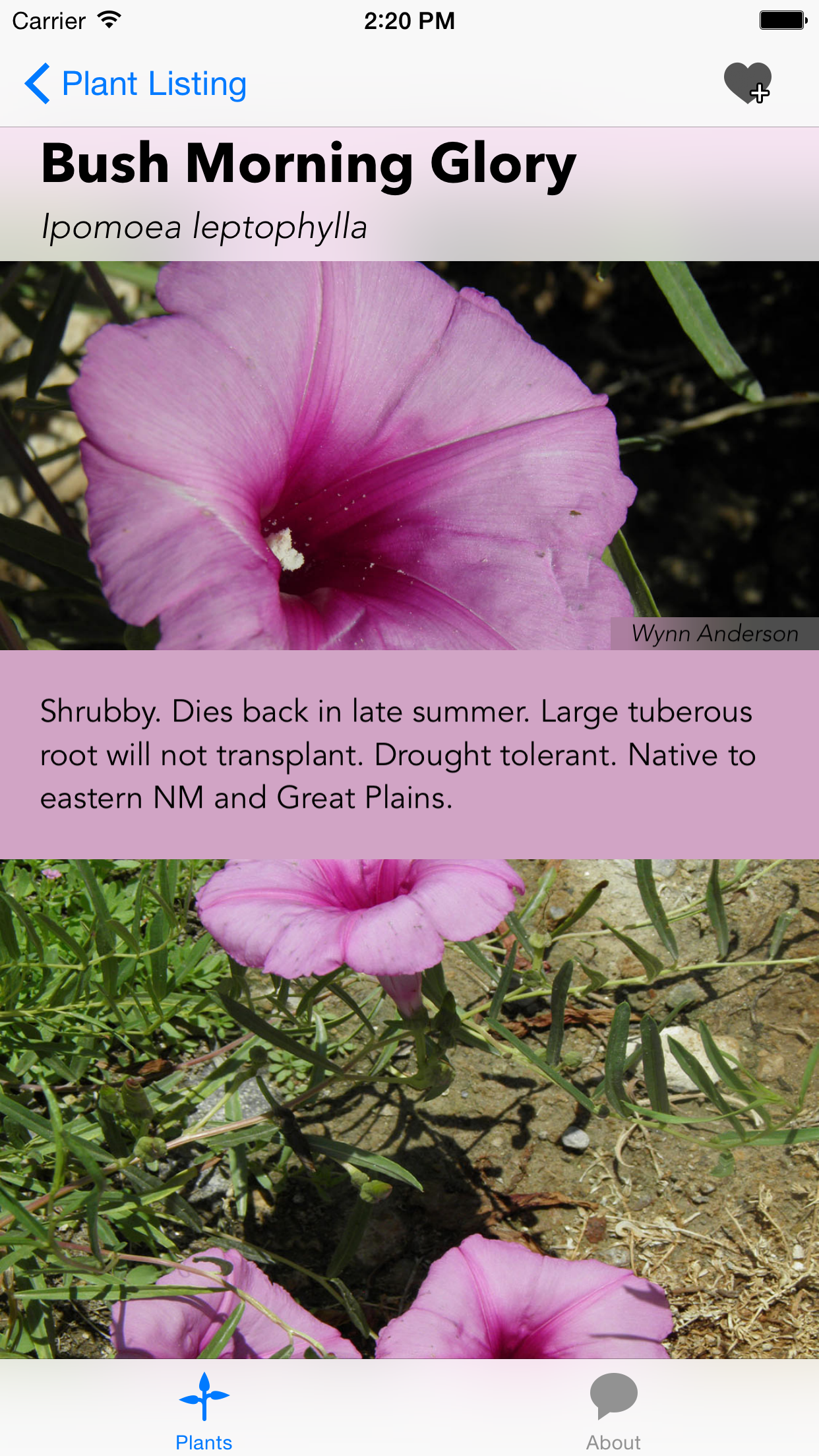 Southwest Plant Selector