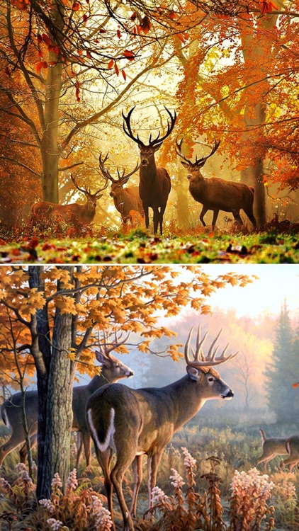 Deer Hunting Wallpapers - Best Collection Of Deer Wallpapers