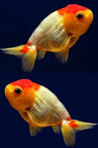 Cute GoldFish Wallpapers - Best Collection Of Cute GoldFish screenshot 3