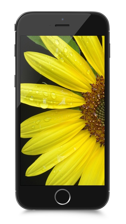 80,000+ Wallpapers for iOS 8 and iPhone 6/iPhone 6 Plus