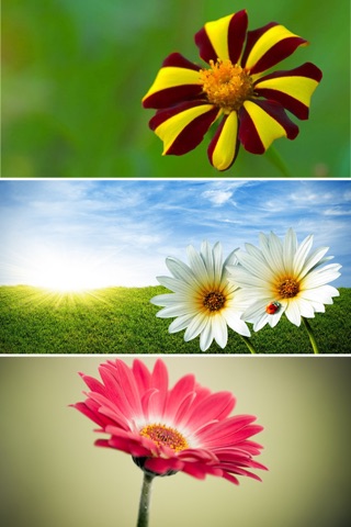 Beautiful Flowers Wallpapers - Best flowers for Lock Screen and Home Screen screenshot 4