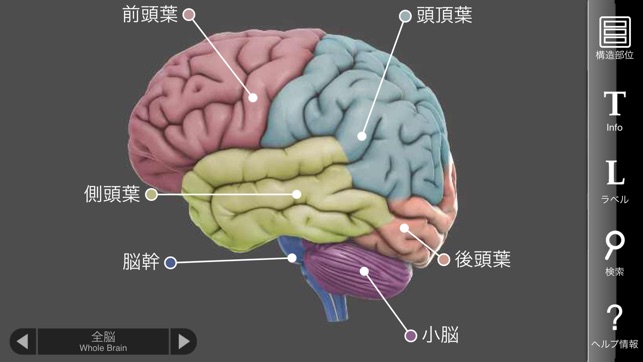 3d Brain をapp Storeで