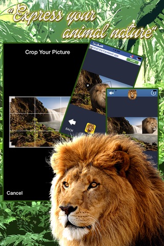 Lion Sticker App screenshot 3