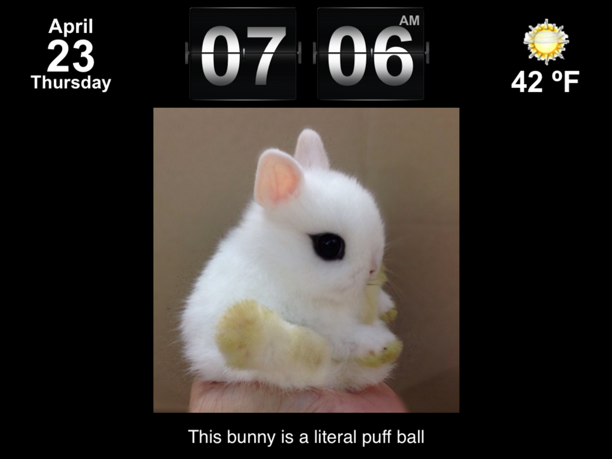 Cute Animal Pics Watch App - Fun pictures for children, young kids, and adults