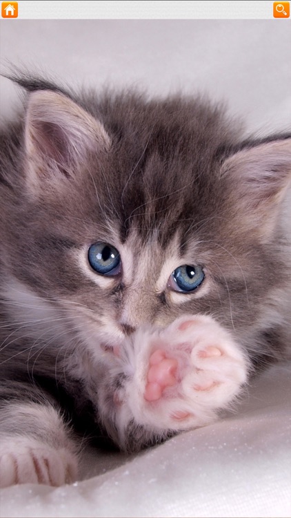 Kitten Puzzle HD screenshot-4