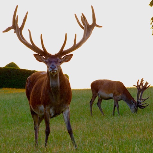 Deer Hunting Sniper Ace iOS App