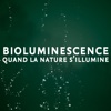 Bioluminescence