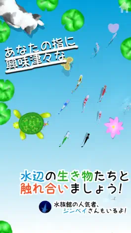 Game screenshot やさしくタッチ！めだかヌダカ mod apk