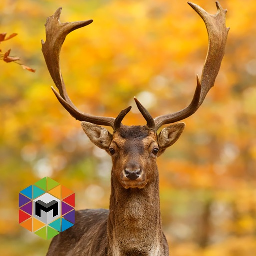 My Deer Simulator iOS App