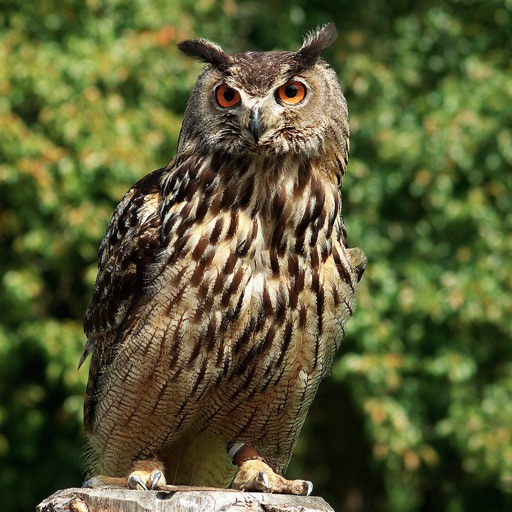 Owls Guru by Mincu Gheorghe