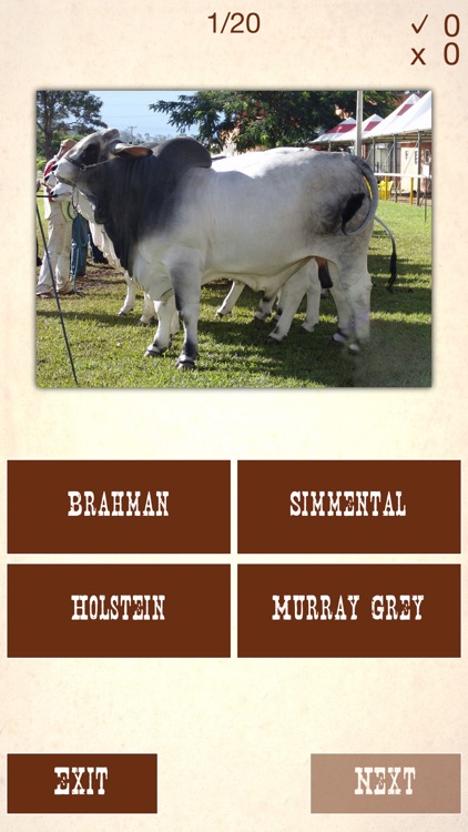 Cattle Breeds: Various Types of Cattle screenshot-4