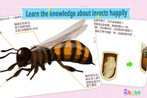 Bee - InsectWorld A story book about insects for children screenshot 4