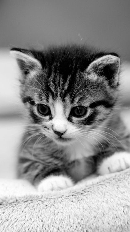 Cat Wallpapers: Retina Display HD Backgrounds