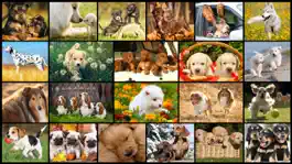 Game screenshot Dog Puzzles - Jigsaw Puzzle Game for Kids with Real Pictures of Cute Puppies and Dogs apk