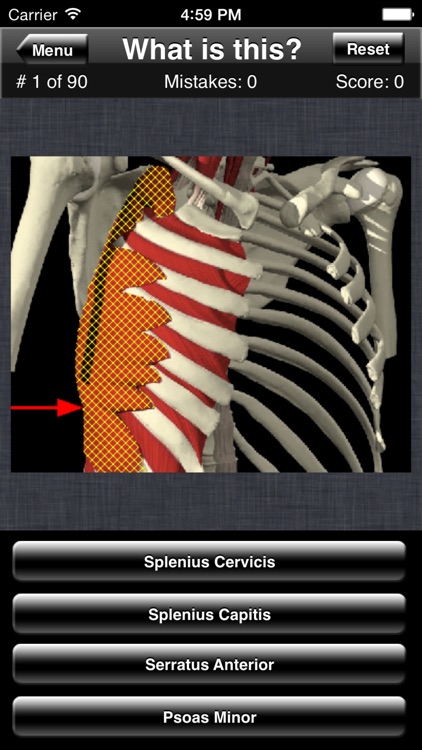 Anatomy Spine Quiz