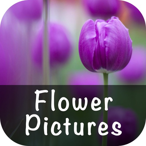 Flower Pictures Wallpapers icon