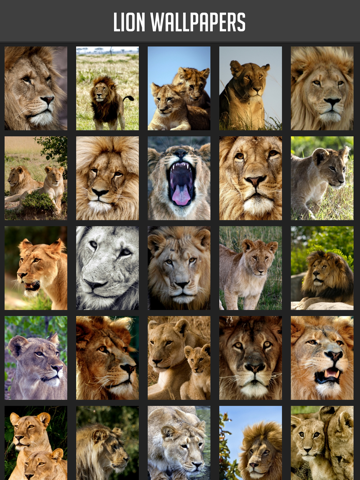 Screenshot #4 pour Lion Wallpapers