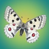 Tagaktive Schmetterlinge icon