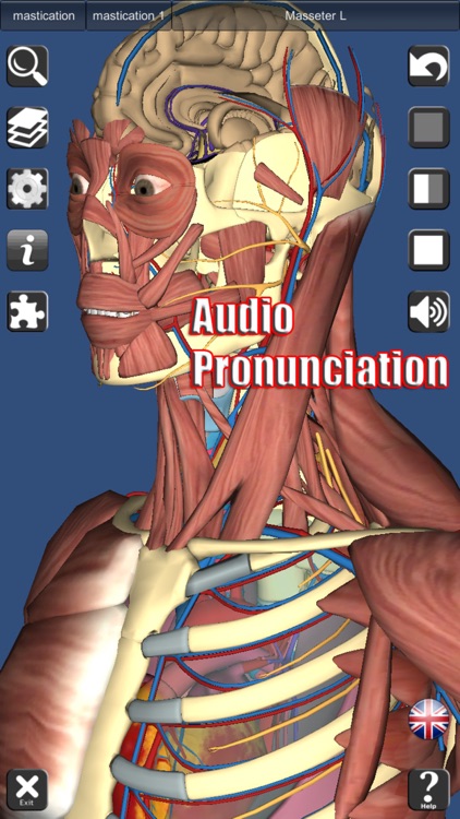 3D Anatomy