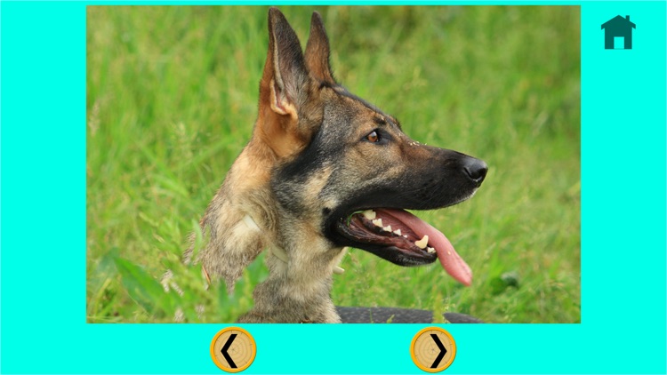 competition for dogs - free game screenshot-4