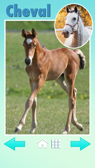 Screenshot #2 pour Zoola baby animals